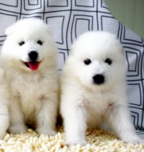 견종 사모예드.ⓒ News1