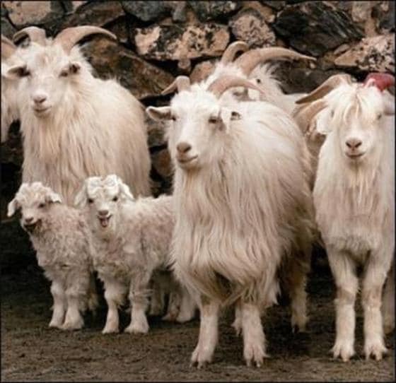 캐시미어는 양의 털을 사용한다. ⓒ News1