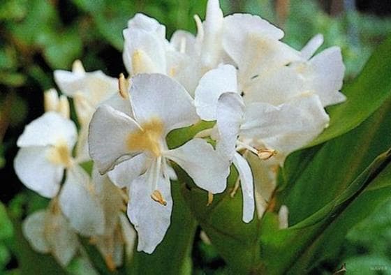 꽃생강 ⓒ 한국화재식물도감 제공