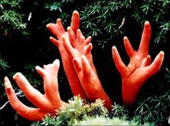 국립산림과학원 제공