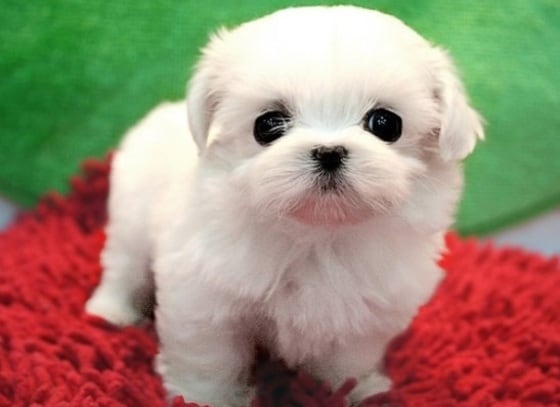 애완견에게 먹이면 안 되는 음식이 화제다.ⓒ News1