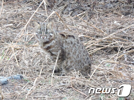 지난달 29일 창녕군 우포늪에서 카메라에 포착된 멸종위기 포유류 '삵' <환경감시원 성병천씨 제공>ⓒ News1