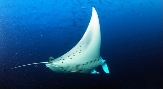 출처=네이버캐스트