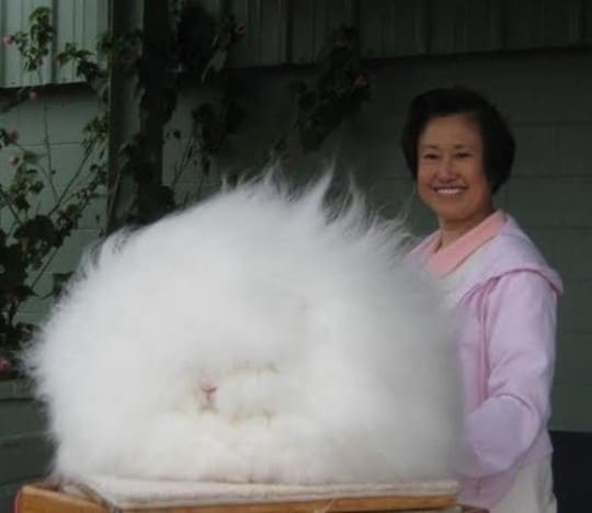 베티 추 교수와 잉글리쉬 앙골라 토끼 '맥켄지'© News1  
