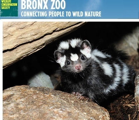 스컹크.(미국 브롱스 동물원 홈페이지)© News1  