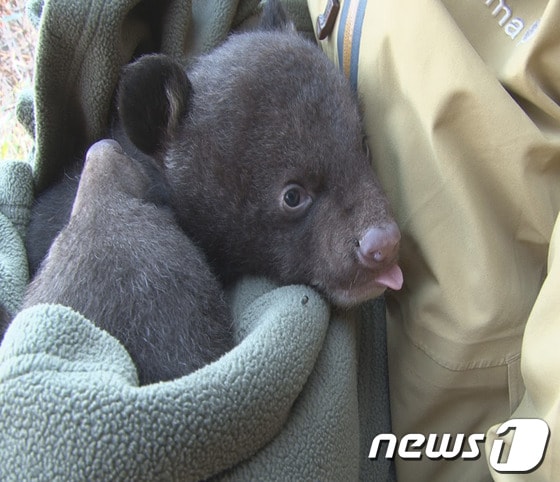 지리산에 반달가슴곰 5마리가 태어나면서 반달곰 가족이 모두 35마리로 늘어났다. 18일 환경부와 국립공원관리공단은 최근 지리산국립공원에서 서식하는 반달가슴곰의 위치추적발신기 배터리를 교체하던 중 어미 곰 3마리가 모두 5마리의 새끼를 출산했음을 확인했다고 밝혔다.환경부 발표에 따르면 지난 2007년 러시아에서 도입해 방사한 RF-23은 17일 나무굴에서 새끼 두 마리를 출산했으며, 서울대공원에서 도입해 방사한 KF-27은 지난 5일 나무뿌리 아래서 새끼 1마리를 출산했다. 또 중국에서 온 CF-38은 11일 바위굴에서 새끼 두 마리를 낳았다.국립공원관리공단 이배근 부장은 “2009년부터 지리산 야생에서 반달가슴곰 새끼가 출산되기 시작했는데, 금년에 가장 많은 5마리가 출산됐다”고 말했다.지리산 반달가슴곰 복원사업은 지난 2004년부터 시작됐으며 2020년까지 반달곰 개체수를 50마리까지 늘리겠다는 계획이다. (환경부 제공) 2014.3.18/뉴스1 © News1   