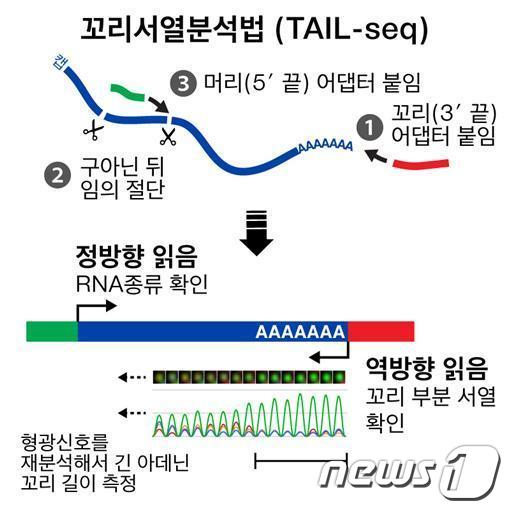 IBS RNA연구단이 세계 최초로 개발한 RNA꼬리 측정기술. © News1 