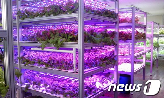 과천시와  주한미국인 여성 모임(AWCK)이 노령장애인들의 일자리 창출을 위해 손을 맞잡았다. 사진은 과천시장애인복지관 지하 1층과 지상 4층에 설치된  LED 수경재배기./과천시 제공© News1  