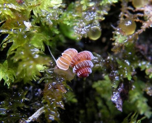 라이브 사이언스 © News1  