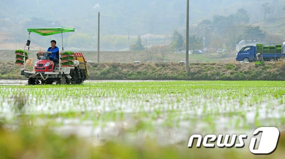 한 농가에서 모내기 중인 모습. © News1   김대웅 기자