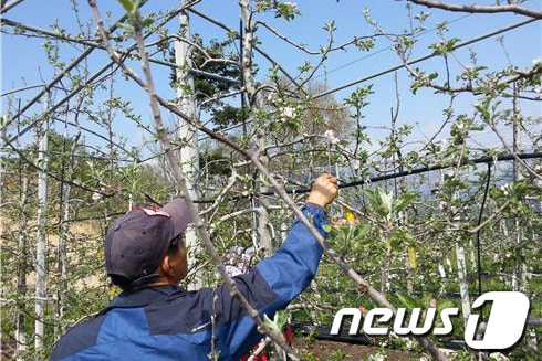 인공수정중인 정선군 사과농가 모습. (사진제공=정선군청) 2014.4.21/뉴스1 © News1 하중천