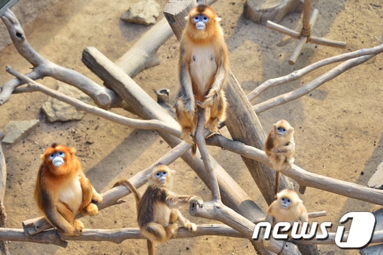 에버랜드 '황금원숭이'© News1  