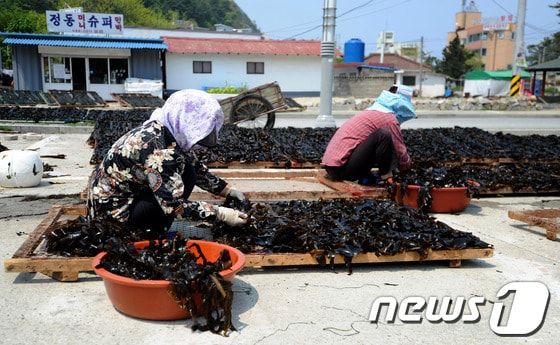 25일 강릉시 정동진역 인근에 위치한 강동면 안인진리 어민들이 청정 앞바다에서 채취한 돌미역 말리기에 한창이다. 2014.4.25/뉴스1 © News1 서근영 기자