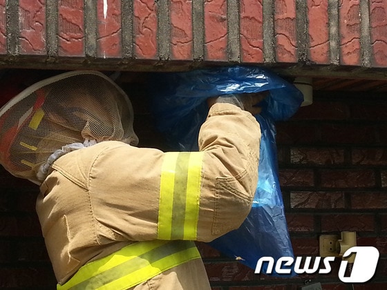 119구조대가 주택의 벌집을 제거하고 있는 모습. © News1   