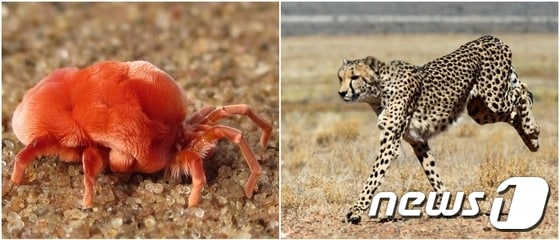 몸길이 대비 가장 빠른 동물로 알려진 진드기&#40;Paratarsotomus macropalpis, 왼쪽&#41;과 가장 빨리 달리는 동물인 치타.&#40;출처=카운셀앤힐뉴스, AFP&#41;© News1 