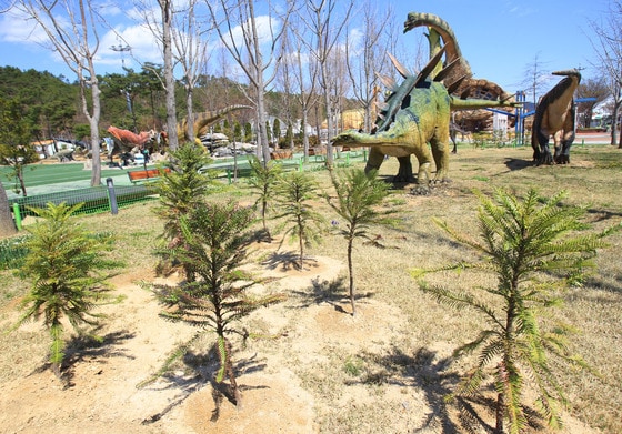 공룡의 먹이로 알려진 울레미 소나무© News1 