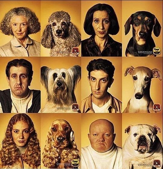 애견사료 전문 브랜드 Cesar 광고. © News1  