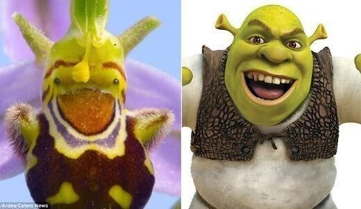 슈렉 닮은 난초(영국 데일리메일 홈페이지). © News1  