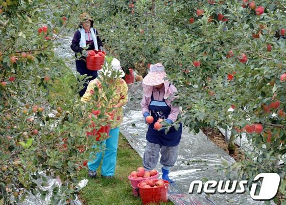 강원 정선군 사과재배농가 사과 수확 모습. (사진제공=정선군) 2014.5.2/뉴스1 © News1 하중천
