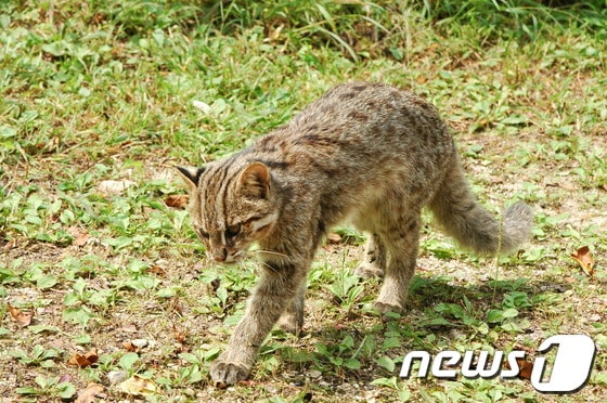 내장산국립공원에 서식 중인 삵. (환경부 제공) ⓒ News1