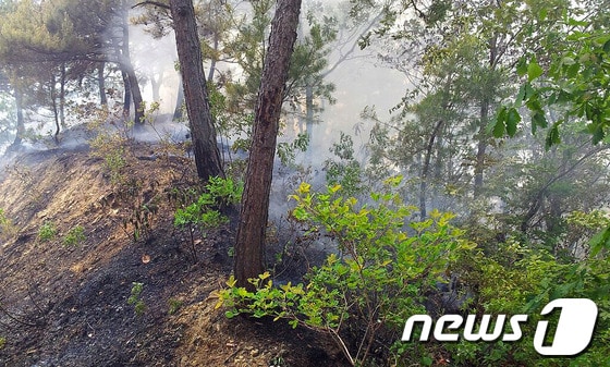 26일 낮 12시 10분께 강원 삼척시 근덕면 교곡리의 야산에서 불이 나 사유림 0.3㏊를 태우고 1시간 10여분 만에 꺼졌다.경찰과 산림·소방당국은 입산자 실화 추정으로 보고 정확한 발화지점 등 화재 원인을 조사하고 있다.&#40;삼척소방서 제공&#41; 2014.5.26/뉴스1 © News1   이예지 기자