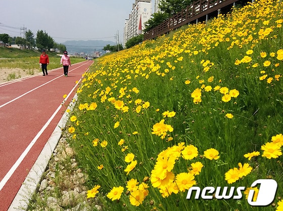 원주 태장동 흥양천 둔치에 금계국이 활짝 피었다.(사진제공=원주시).2014.5.28/뉴스1 © News1 권혜민 기자  