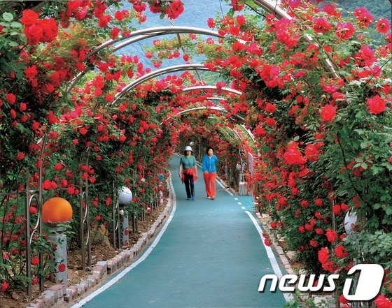 단양 남한강변에 조성된 장미터널에 만개한 장미들 사이로  주민들이 산책을 하고 있다.© News1  