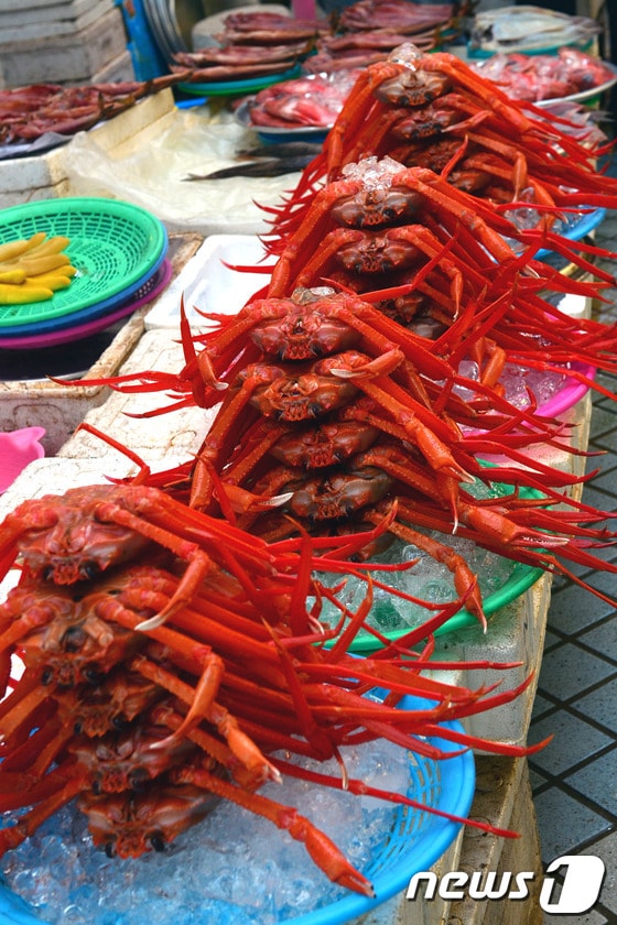 속초붉은대게 © News1   엄용주 