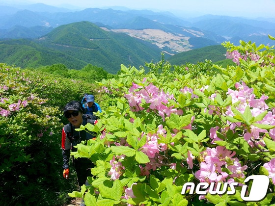 강원 정선 제23회 두위봉 철쭉제. (사진제공=정선군) 2014.5.29/뉴스1 © News1 하중천