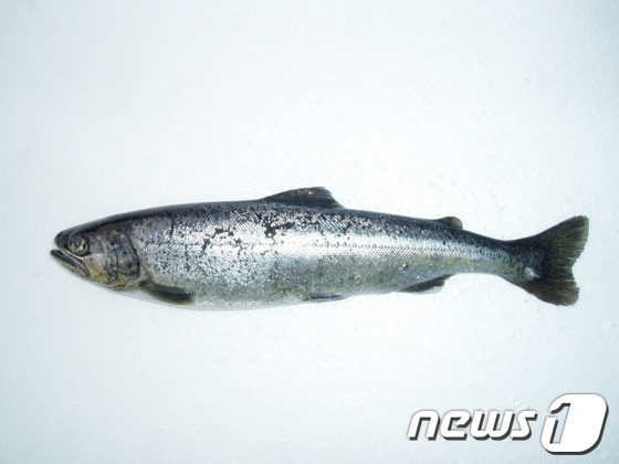 시마연어(사진제공=양양연어사업소) © News1   엄용주 