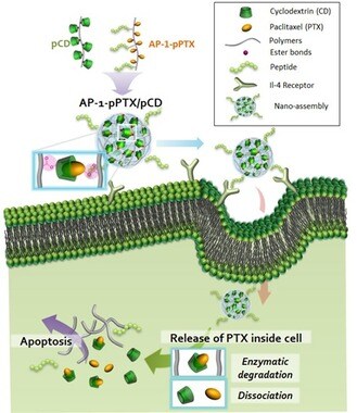 새로운 항암제 전달시스템의 형성 및 작용 경로(미래창조과학부 제공). © News1 