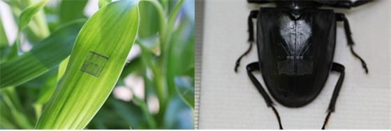 나뭇잎과 곤충에 부착된 센서(미래창조과학부 제공). © News1  