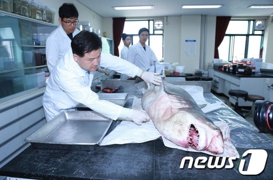 군산대학교 최윤 교수가 포획된 백상아리를 살펴보고 있다 © News1 