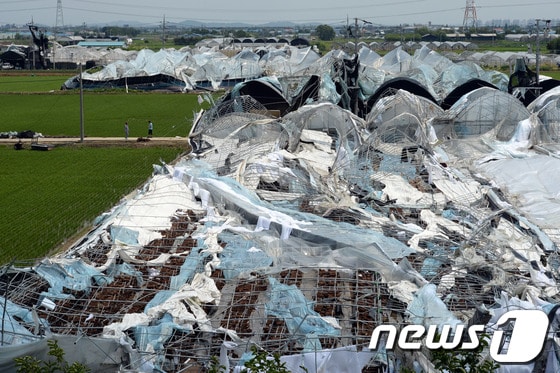 '토네이도' 피해를 입은 경기 고양시 일산서구 구산동 일원에서 11일 오후 농민들이 들길을 지나고 있다. 기상청은 10일 오후 7시께 고양시 장월나들목 인근 한강 둔치에서 토네이도 현상이 발생해 한시간 동안 지속됐다고 밝혔다. 이번 토네이도로 구산동 일원 장미 재배용 비닐하우스 등 원예시설물 20동 이상이 파손되는 피해를 입었다. 일산에 갑자기 불어 닥친 토네이도로 길가에 서 있던 경운기가 논바닥으로 박히고 비닐하우스 21곳이 재산 피해를 입었다. 또한 토네이도 발생 지점 근처에 있던 김모(80) 씨는 날아온 파이프에 맞아 부상을 당했고 바람에 날린 각종 비닐과 천이 전선을 덮치며 일부 지역이 정전되기도 했다. 2014.6.11/뉴스1  © News1   정회성 기자