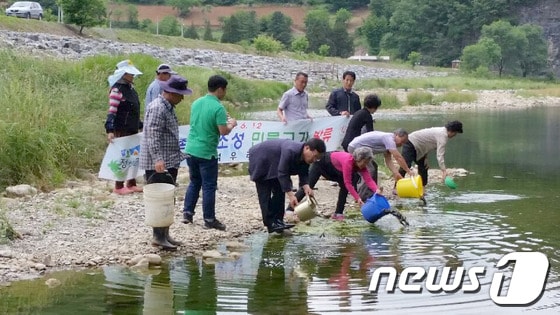 12일 강원 정선군 남면 공무원과 주민들이 낙동1리 지장천 및 덕우리 어천에 향토어종 메기 21만여 마리를 방류하고 있다. (사진제공=정선군) 2014.6.12/뉴스1 © News1 하중천 
