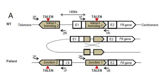 유전자 가위 작동 모식도&#40;미래창조과학부 제공&#41;. © News1  