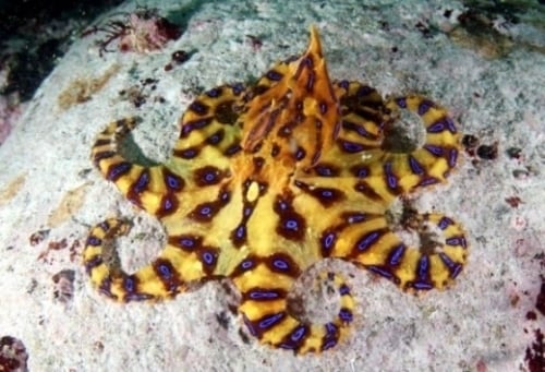 '제주 파란고리문어', 사진 국립수산과학연구원 제공.© News1   