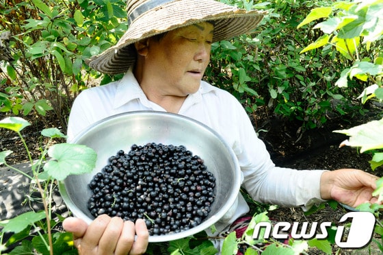 블랙커런트(카시스베리)가 6월 강원도 화천군 건능골농원에서 처음으로 수확되고 있다.화천군은 파로호와 춘천호로 인해 습도가 높고 일교차가 심해 블랙커런트 재배에 가장 알맞은 천혜의 조건을 갖추고 있다.2014.6.27/뉴스1 © News1   홍성우 기자