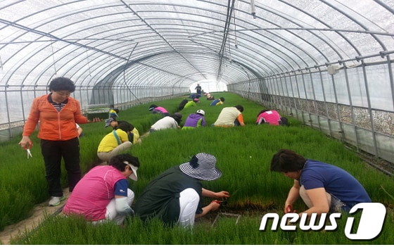 신안함초 재배모습./사진제공=신안군© News1 