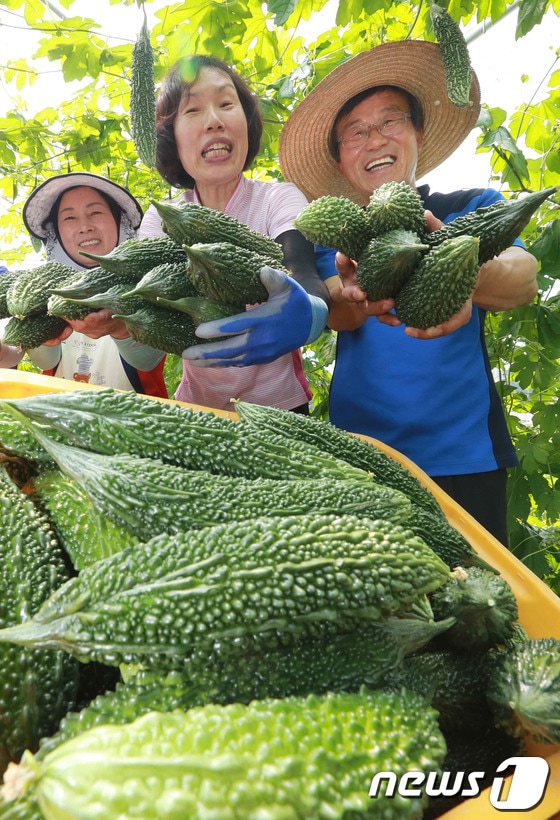 30일 경남 함양군 안의면 중동마을 이해근(55)씨가 친환경 농법으로 재배한 여주(쓴오이)를 수확하고 있다. (함양군 제공) 2014.6.30/뉴스1