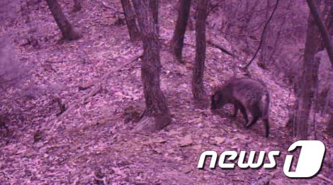 강원 춘천시에서 멸종위기종 산양이 최초로 발견됐다.(사진제공=원주지방환경청) © News1