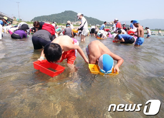 제7회 철원 화강 다슬기축제에 참여한 관광객들이 다슬기를 잡는 모습.(철원군 제공) 2014.7.10/뉴스1 © News1 이예지 기자