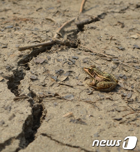 13일 극심한 여름 가뭄이 이어지면서 강원 춘천시 서면 서상리 신매저수지가 바닥을 드러내고 있다. 총 저수량 191만 8000㎡인 신매저수지는 농업용수공급을 위해 1985년 설치됐다. 2014.7.13/뉴스1 © News1 황준 기자