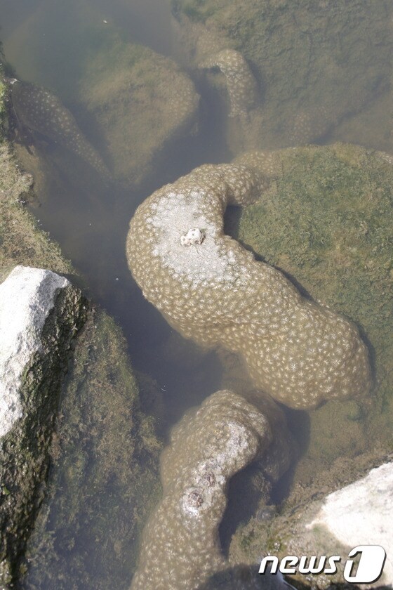 만경강에 출현한 큰빗이끼벌레./사진제공=전북녹색연합 © News1 박효익 기자