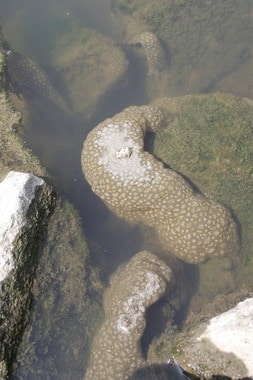 만경강에 출현한 큰빗이끼벌레. News1 DB