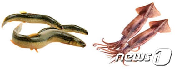미꾸라지(왼쪽)와 오징어/사진=해양수산부ⓒ News1