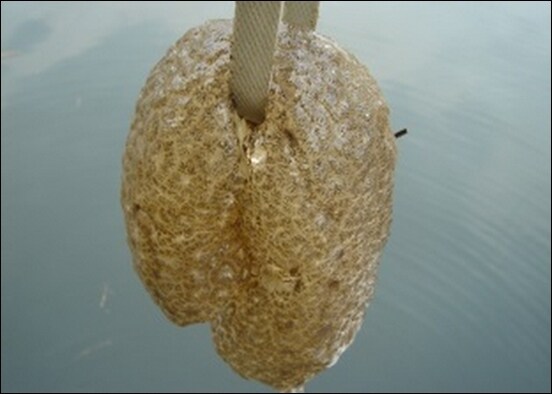 환경부 블로그 © News1