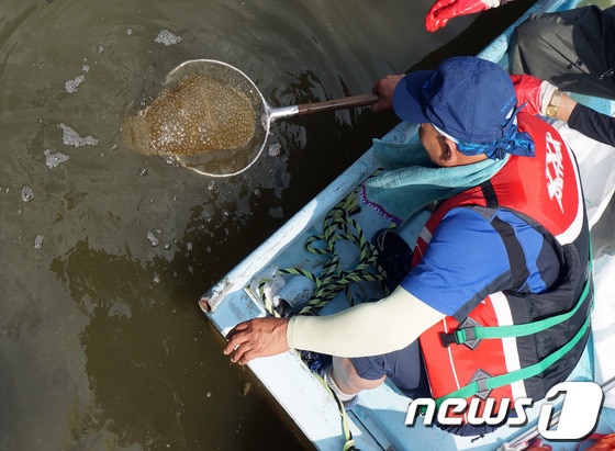 8일 오전 강원 춘천시 근화동 조각공원 인근 공지천에서 시청 관계자들이 물에 떠 있는 큰빗이끼벌레를 수거하고 있다.최근 금강과 낙동강 등지에서 큰빗이끼벌레가 발견돼 수질오염 논란이 되고 있는 가운데 도내에서 이 벌레가 발견된 공지천은 상수원 상류인 북한강 수계 의암호와 연결돼 있다. 2014.7.8/뉴스1 © News1 이예지 기자