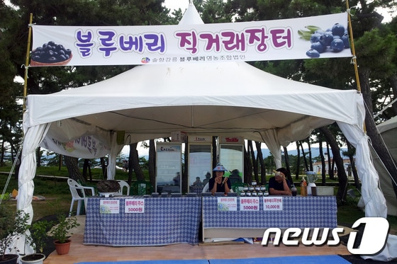 강릉시가 15일까직 경포해변에서 운영하는 블루베리 직거래장터. (사진제공=강릉시) 2014.8.1/뉴스1