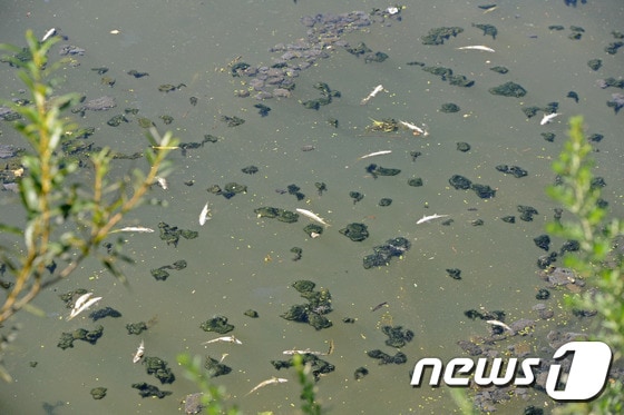 1일 오전 강릉 남대천 하류 부근에서 산란기를 앞두고 있는 은어떼가 배를 뒤집고 죽어 있다. 강릉시는 은어 폐사 원인을 장기화된 가뭄과 높은 낮기온으로 말미암은 용존산소량 부족으로 추정하고 있다. 2014.8.1/뉴스1